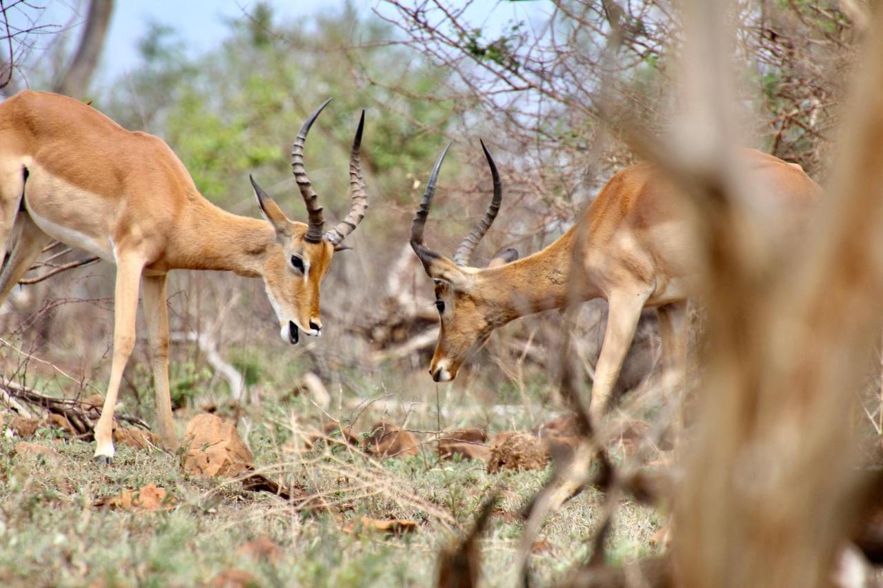 Jackals Dream - Self Catering Villa Bordering Kruger National Park Marloth Park Luaran gambar