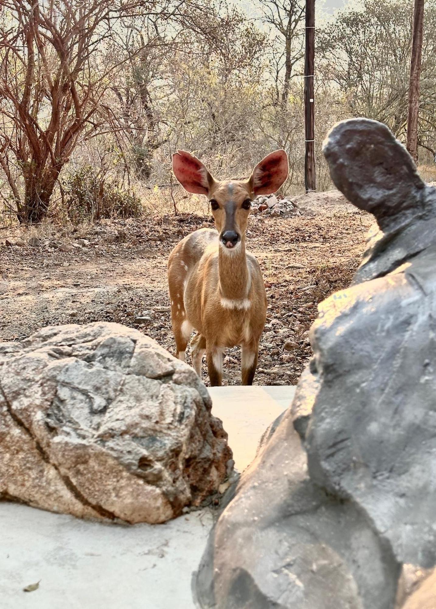 Jackals Dream - Self Catering Villa Bordering Kruger National Park Marloth Park Luaran gambar