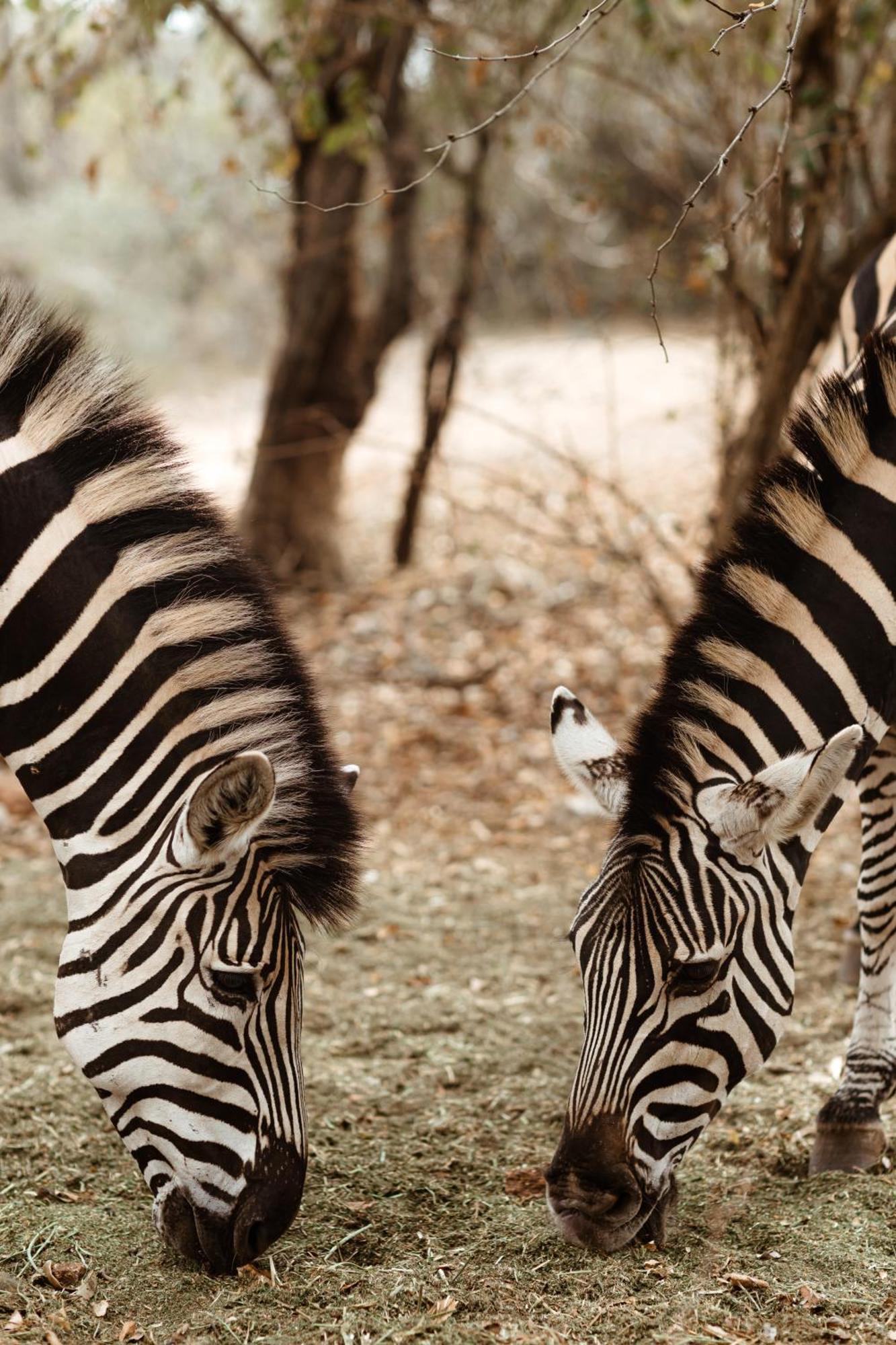 Jackals Dream - Self Catering Villa Bordering Kruger National Park Marloth Park Luaran gambar